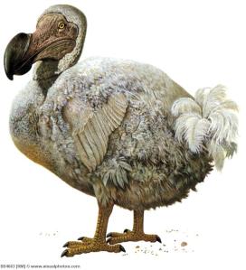 The Dodo, or the American People, you decide